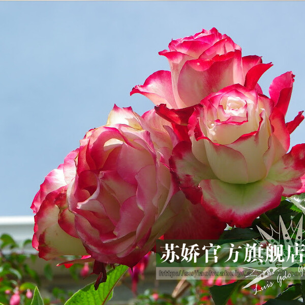 【流星雨】欧洲香水月季花苗 玫瑰花苗盆栽浓香型大花