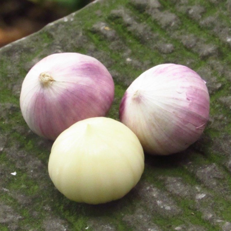 云南大理紫皮独头蒜2.5斤 鲜湿蒜头农家种植新鲜独头大蒜批发包邮