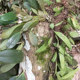 Fuxinggaozhao horticultural plants with roots Home Dendrobium Dendrobium seedlings potted flowers and plants hydroponic plants Fuxinggaozhao horticultural plants with roots Home Dendrobium Dendrobium seedlings potted flowers and plants hydroponic plants