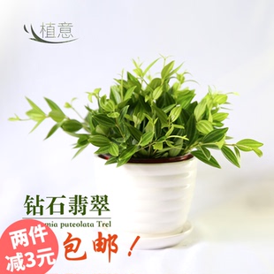 钻石翡翠植物盆栽白脉椒草水培小植物网红绿植室内除甲醛驱蚊虫
