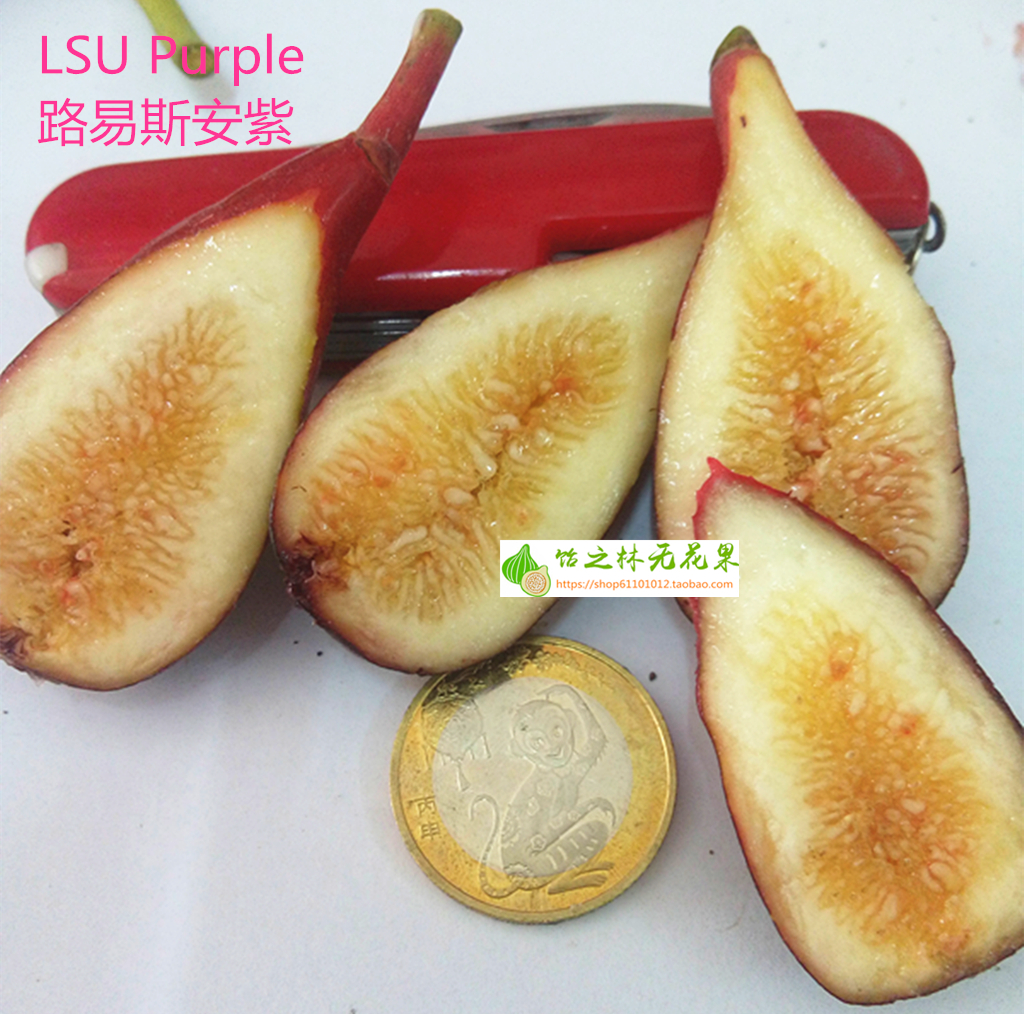 饴之林 路易斯安紫lsu purple无花果树苗 盆栽苗 丰产