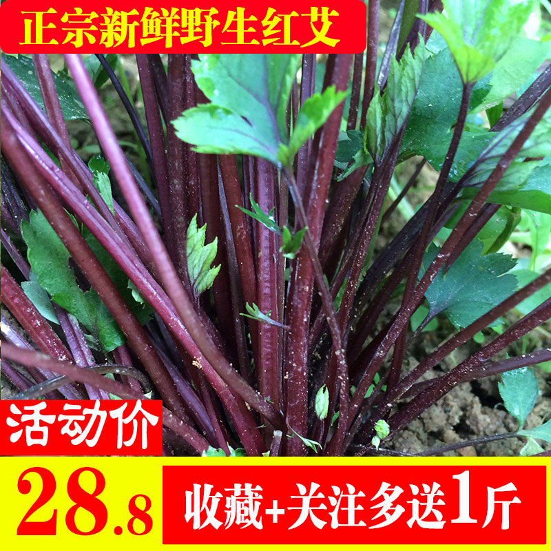 野生农村新鲜红艾草艾叶青团果红艾叶草食用艾草艾叶青现摘