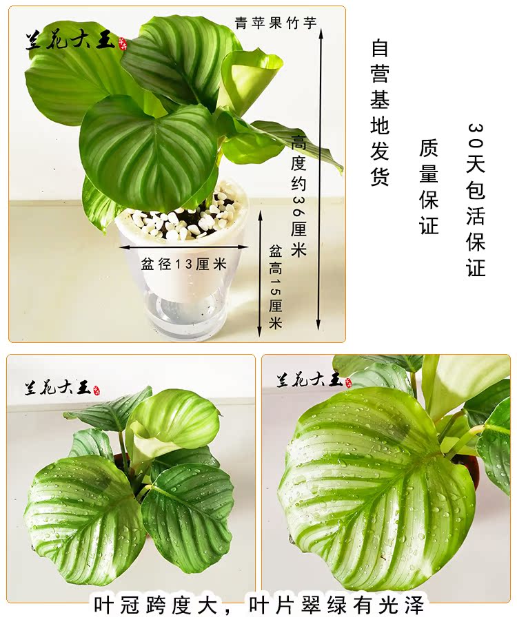 双线孔雀竹芋水培盆栽青苹果竹芋四季常青绿植翠叶竹芋净化空气_7折