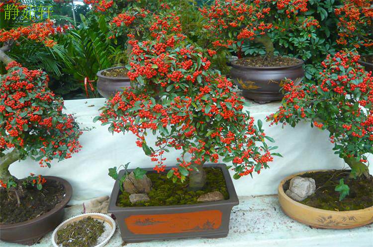 火棘沙棘盆景盆栽树桩盆景绿植观花观果植物阳台客厅庭院当年挂果