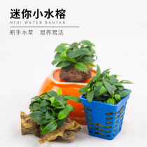 Mini small water banyan fish tank sinking wood building view negative water soluble living fresh water purifying water quality oxygenation prospect grass plant