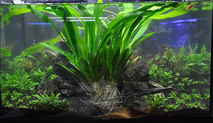 大叶绿九冠鱼缸造景水草活体淡水植物 懒人后景草新手阴性无需co2