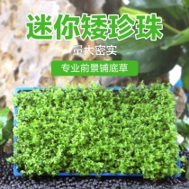 Mini Dwarf Pearl Water Grass Large Basin Dress More Money Saving Fish Tank Lawn Foreground Grass Fish Tank Building living freshwater plants