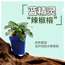 Smurf pepper Banyan foreground aquatic grass fish tank landscape living aquarium water Banyan Yin grass novice landscape