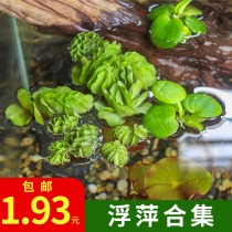 Water hibiscus water hyacinth 1-leaf lotus leaf lotus leaf pine water bacon plant duckweed raising turtle micro-landscape green plant purifying water quality flower