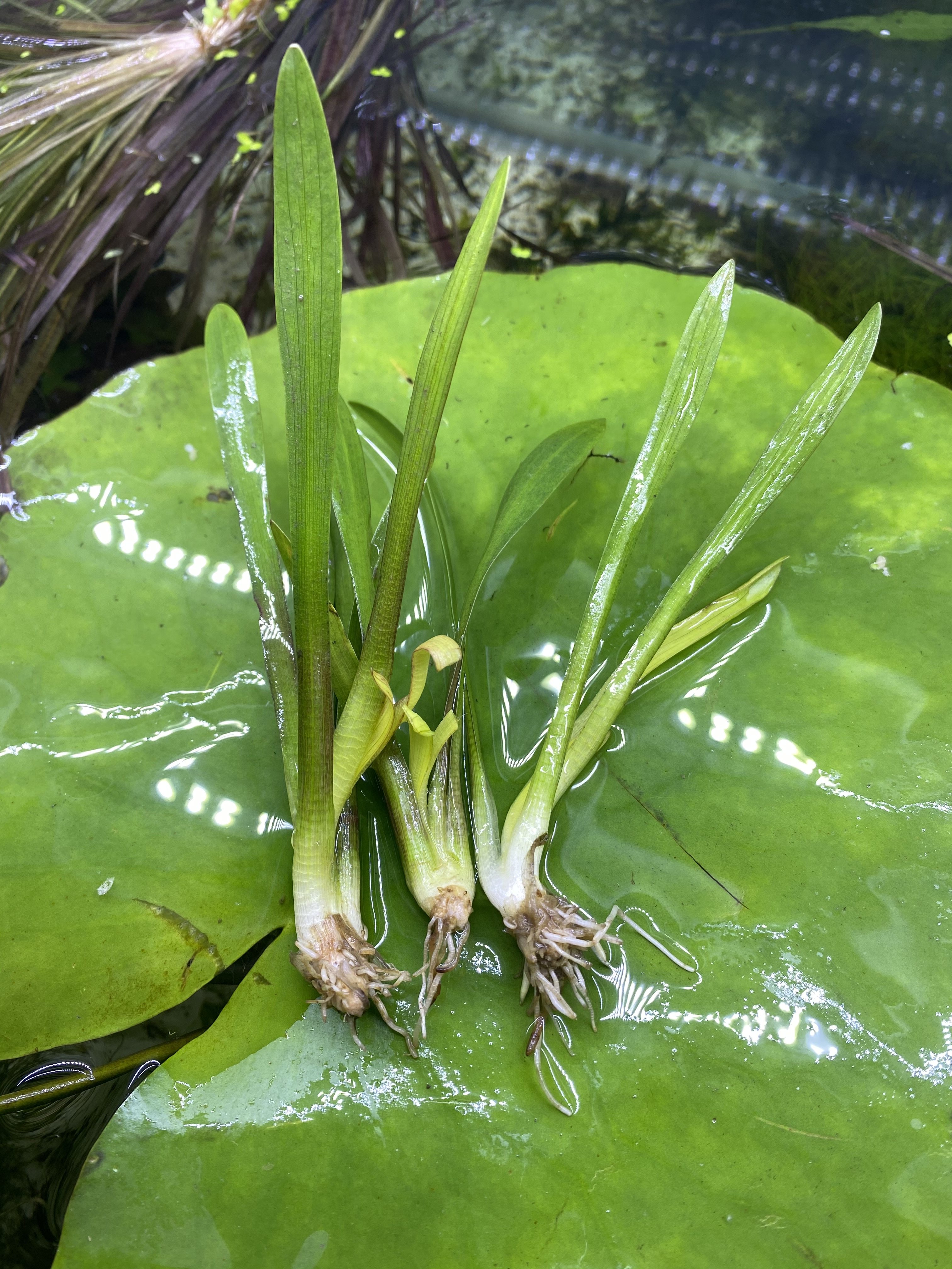 迷你水兰水草苦草椒草原生溪流鱼缸造景套餐懒人阴性水下淡水植物