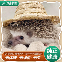 Africa Mini Hedgehog Living Pet Bag Live Pure Breed Has Been Vaccinated Cub Baby Bag Health Pack Church Rearing