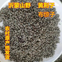 Yellow Jingzi Fresh Sun Dried Wild Cloth Throng Seeds Gold Seed Pillow Core Natural Sleep Whole of Jingke Seedlings Potted Plant