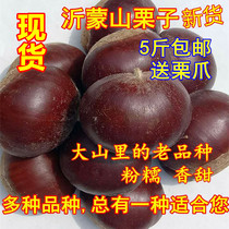 21 years chestnut raw fresh chestnut wild small hair chestnut old tree oil chestnut Ymonshan farmhouse now picking up 5 catty