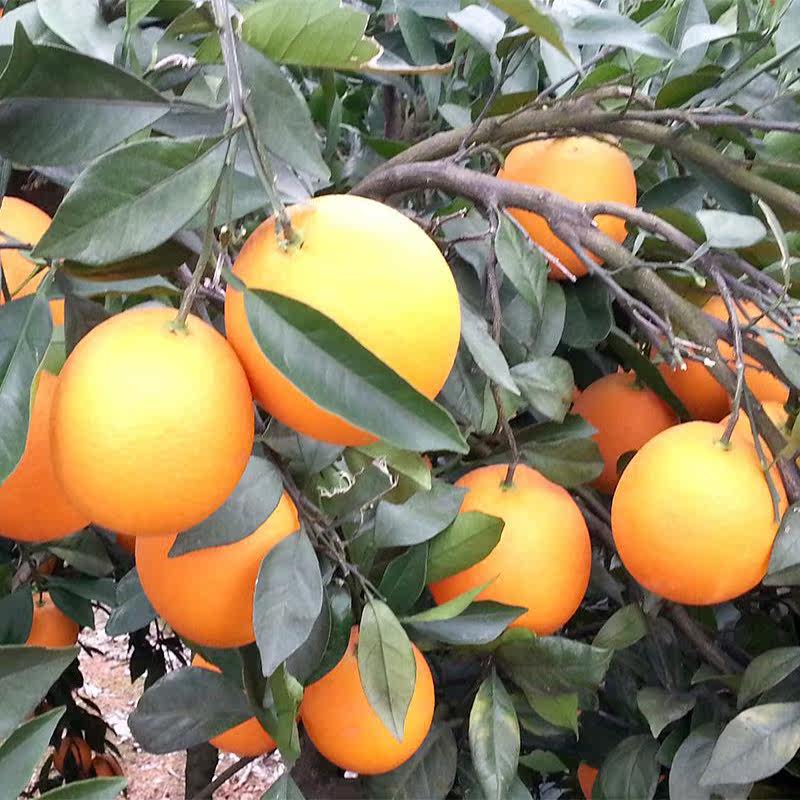 红心橙苗红江橙苗红橙苗广西果树苗批发 红肉脐橙 血橙嫁接苗果树