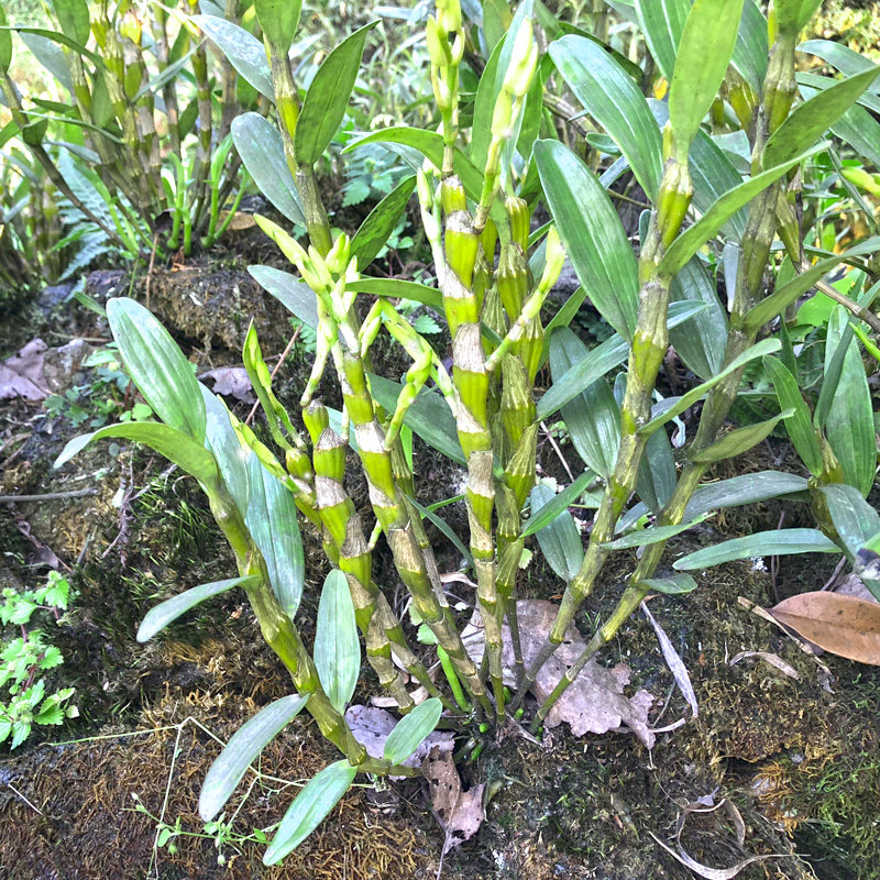 央视报道贵州赤水金钗石斛鲜条新鲜野生四年500克包邮非霍山铁皮