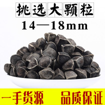 500g of Moringa Seed India and Africa