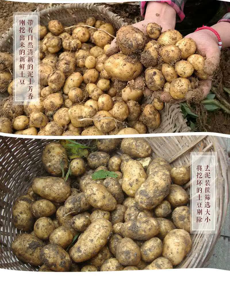 高山黄心洋芋迷你小土豆5斤湖北恩施农家自种马铃薯种子新鲜蔬菜_7折
