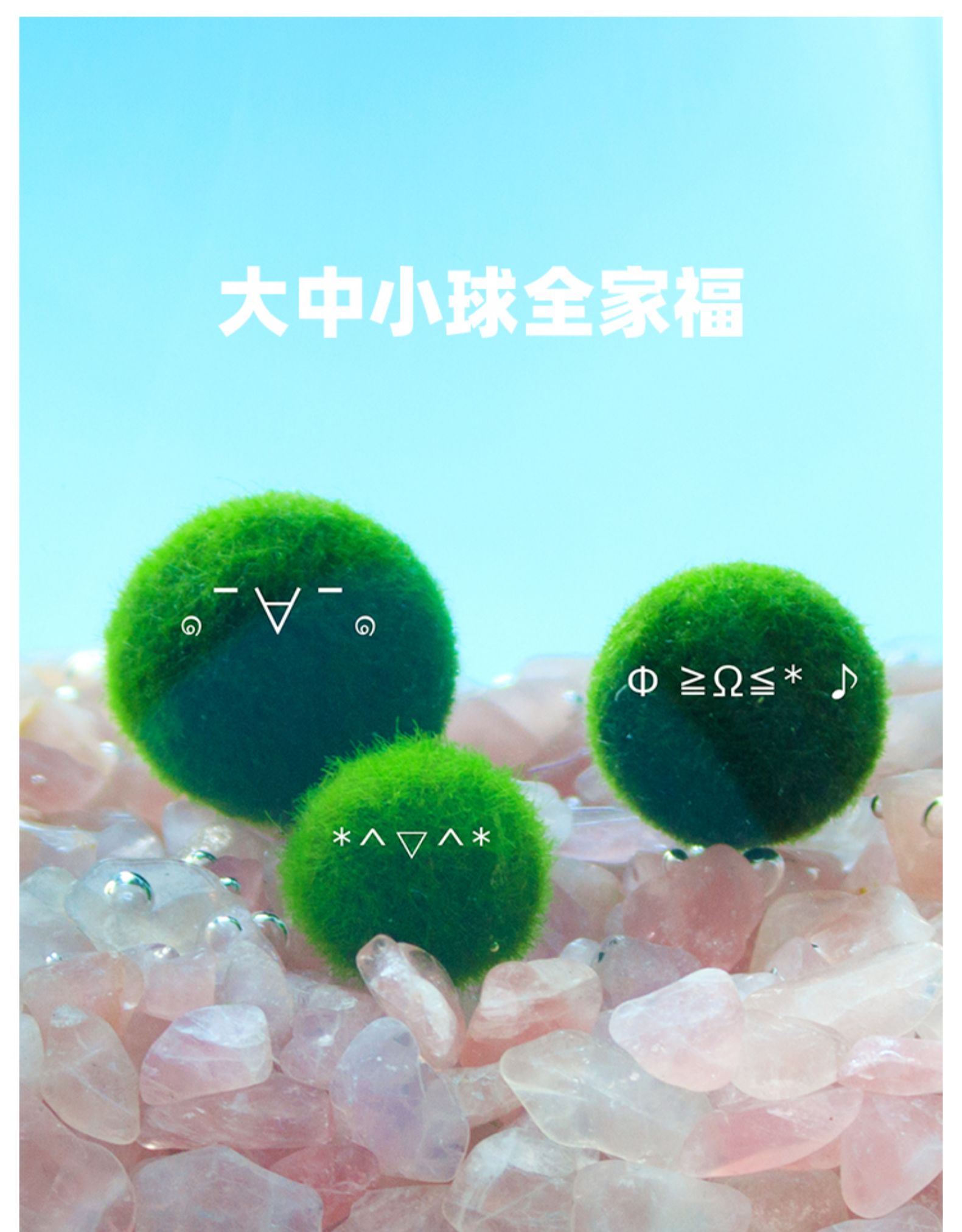 marimo「单球」幸福球藻马里莫海藻球特别好养新奇迷你水培绿植物.