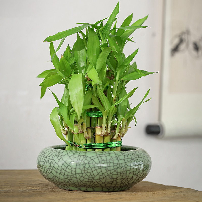 Hydroponic flower pot grass cooper creative nonporous vessel refers to basin bowl lotus household ceramics basin water lily large clearance