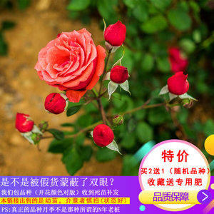 欧月藤本月季花苗大花蔷薇花苗爬藤植物爬墙攀援玫瑰花苗四季开花