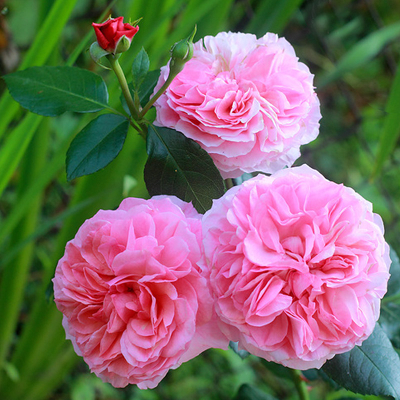 既能爬藤也能灌木!这些年少见的重瓣藤月