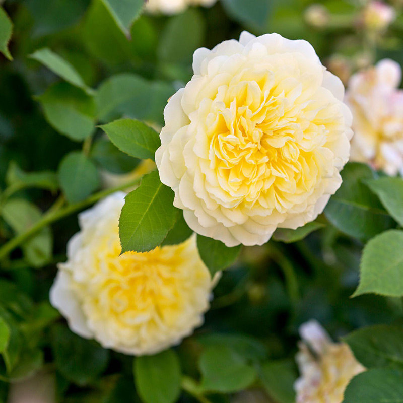 虹越园艺家现货奥斯汀藤本月季(玫瑰)朝圣者裸根苗浓