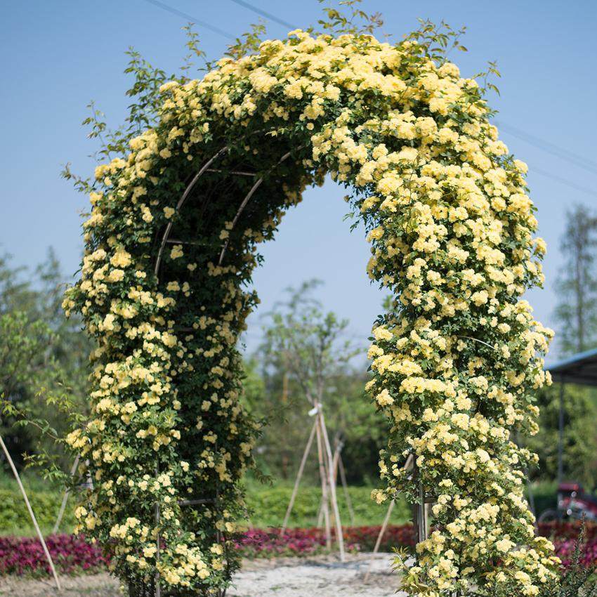 虹越daim花园拱门花架w120/150 庭院藤本植物爬藤架子承重约10kg