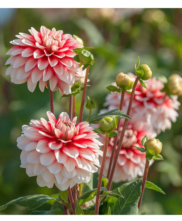 虹越 春季球根大丽花块根常规装饰型b组 阳台庭院花卉预售