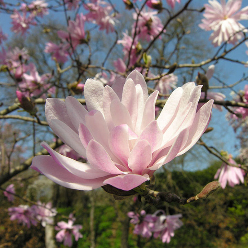 星花木兰(star magnolia),原产于日本,是一种生长缓慢的落叶灌木或小