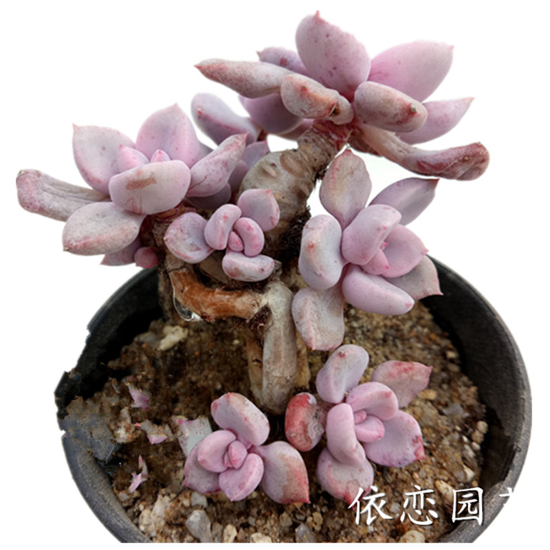 【依恋园艺】多肉植物丘比特老桩很红韩国进口肉肉一物一拍满包邮_7折