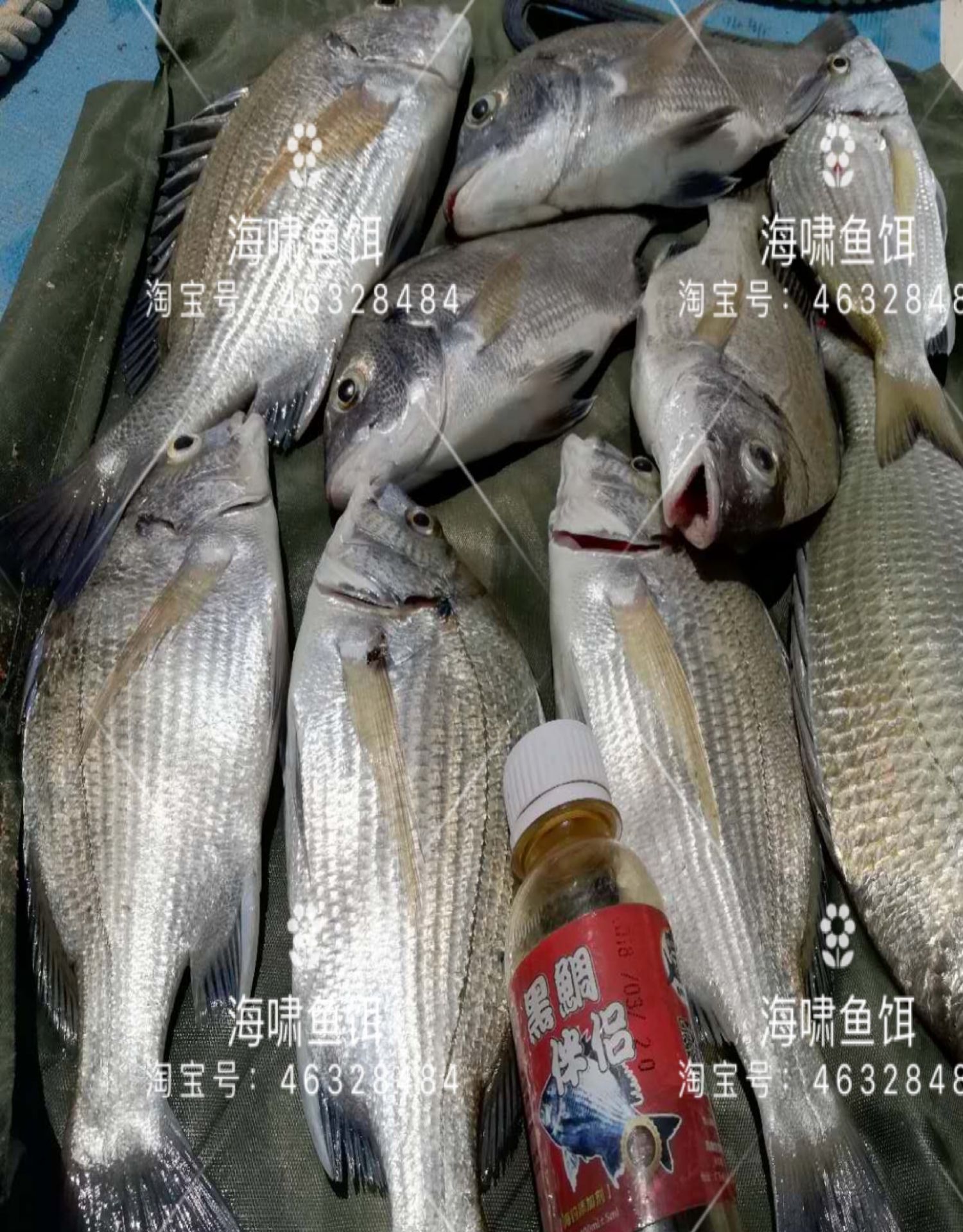 血腥素海钓小药乌头鱼饵料诱鱼剂鱼腥素黑鲷伴侣梭鱼小药海钓鱼饵