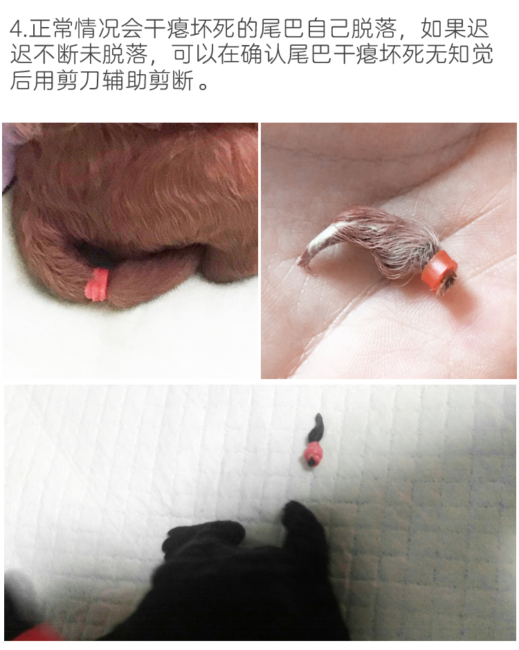 断尾器断尾圈神器工具皮筋泰迪柯基雪纳瑞小型犬幼犬