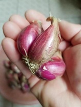 Fresh vegetable small red onion shallot good food 500g
