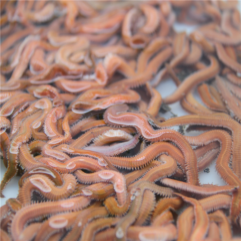 活沙蚕 青虫 海蚯蚓 海蜈蚣海蚂蝗 鲈鱼饵 海钓鱼饵活饵料1斤装_双氙