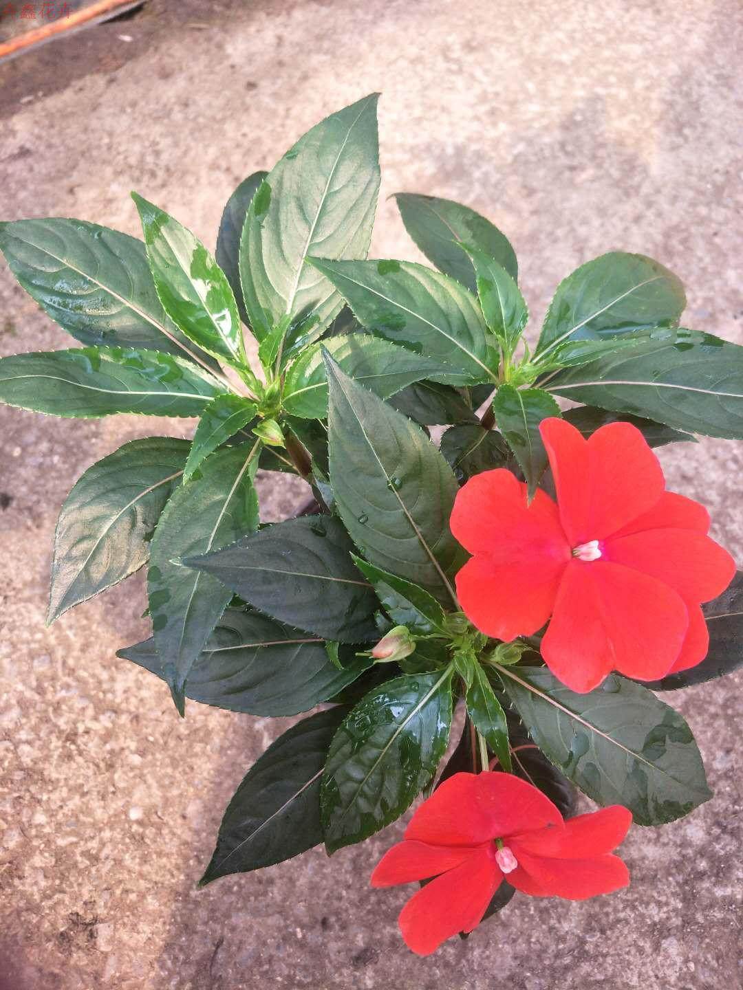 非洲凤仙 凤仙大苗 阳台盆栽 七彩凤仙花 庭院室内花卉带花发货