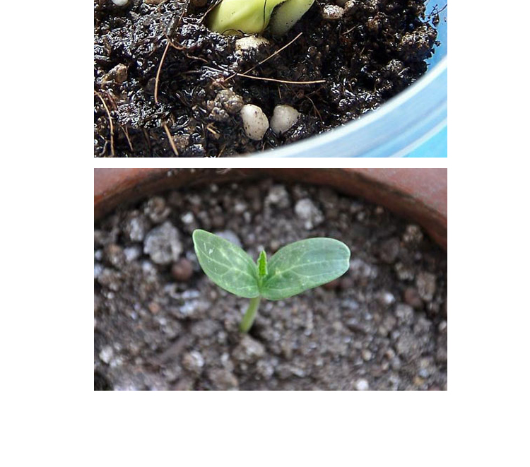 四季易种含羞草害羞草种子室内室外阳台四季种子植物花草盆栽包邮_7折