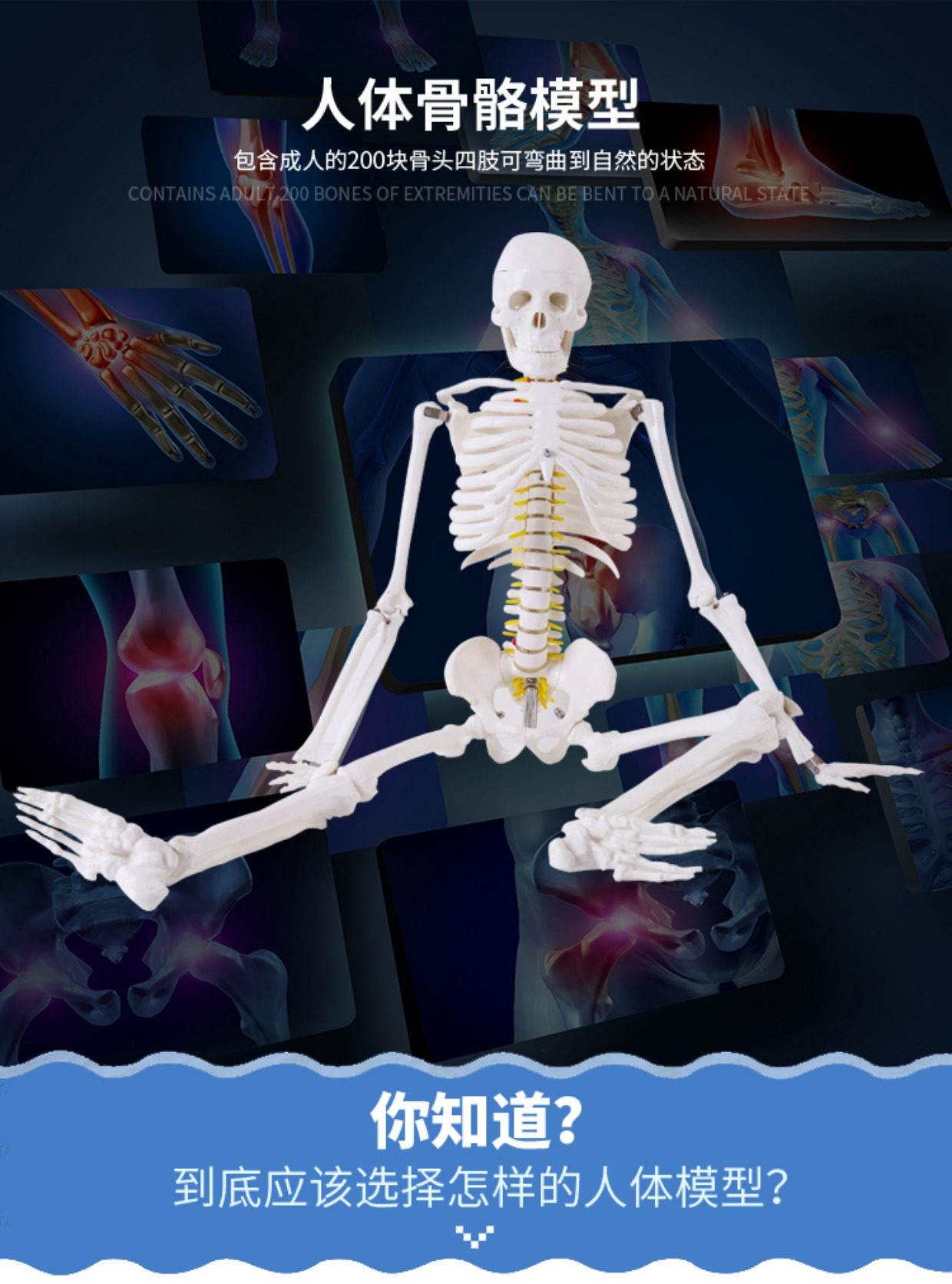 质量上乘 85cm 170cm人体人的骨骼骨架模型教学骷髅架子模型全身