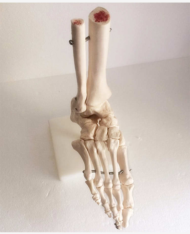 脚关节模型脚骨模型脚部骨骼结构造模型足部踝关节无韧带腓骨趾骨