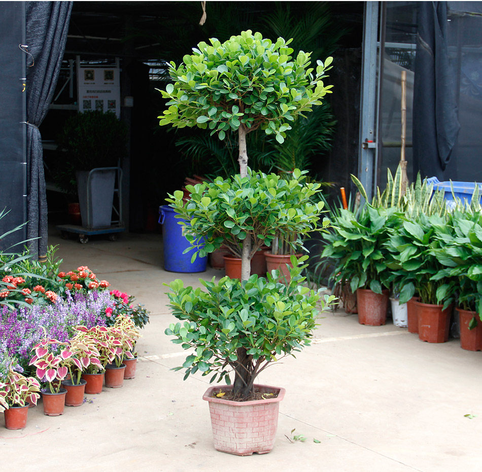 传说中的一种宝树,摇摇它就会落下金钱来.