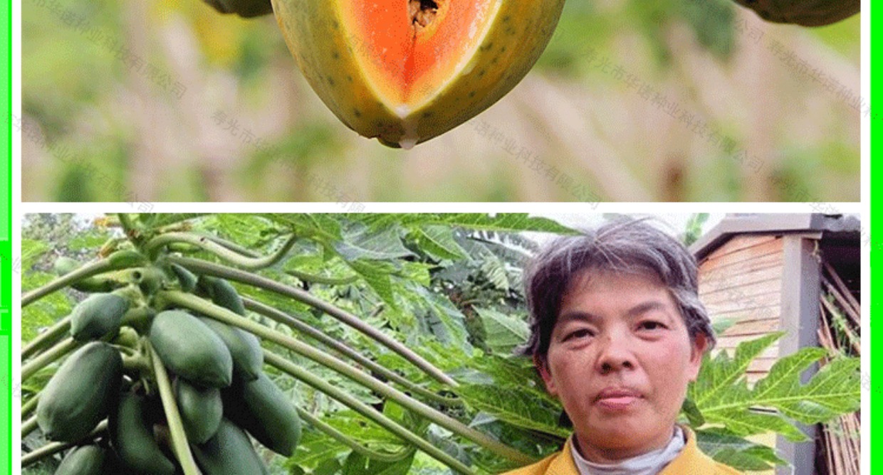 台湾农友红妃cx037进口杂交木瓜种子 水果种子 四季播种基地种植_7折