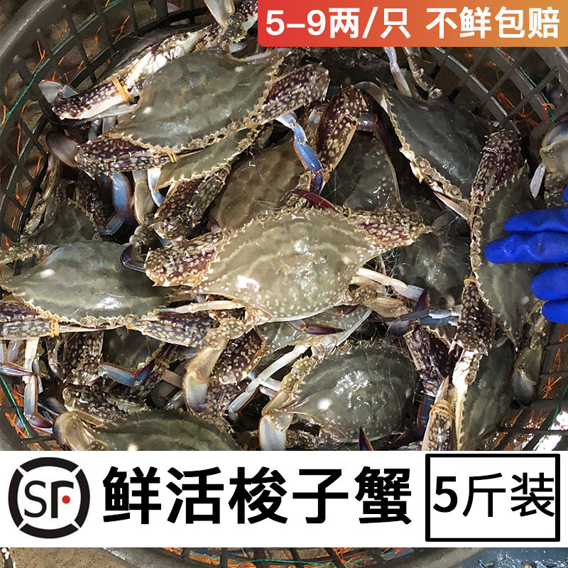 梭子蟹鲜活舟山野生大白蟹海螃蟹飞蟹新鲜海鲜水产公蟹5斤包顺丰 梭子蟹鲜活舟山野生大白蟹海螃蟹飞蟹新鲜海鲜水产公蟹5斤包顺丰