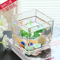 Square hydroponic glassware Transparent square jar Green Dill water lily Copper money grass hydroponic flower pot Glass Vase