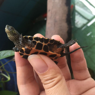 花草 顺德宠龟名龟养殖 黑颈杂苗杂交龟 2016年黑颈乌龟杂黑花草苗