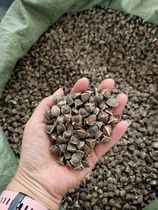 Moringa seeds 500g authentic edible moringa seeds small moringa seeds 1 catty full 4 catty free 1 catty