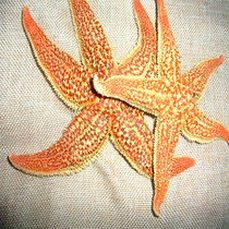 Starfish dry thorn spiny starfish sea five-star sea plate car cargo soup bubble wine material 2 yuan a Chinese medicine