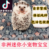 Pet Hedgehog Vaccinated Purebred African Mini Hedgehog Live Hedgehog Live vaccine Bring cage Send cage