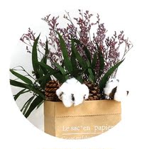 Cotton flower really dry flower decoration home decoration