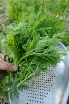 Chongqing Countryside Mountainous Area Edible Fresh Artemisia of Artemisia Artemisia Artemisia Freshly Picked Fresh stock Whole Bubble Boiled Water for a Boiling Water Bath