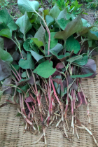 Chongqing Farmhouse Township Wild Festival Pediatrics Fresh Whole Tea Saucepan Soup Edible Old Folding Ear Root can not be cold and mixed to eat