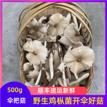 Alpine wild bacteria 500g fresh umbrella Mushroom mushroom Edible umbrella Grain fungus Bean chicken bone fungus Shunfeng